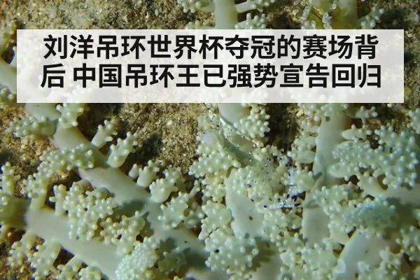 刘洋吊环世界杯夺冠的赛场背后 中国吊环王已强势宣告回归